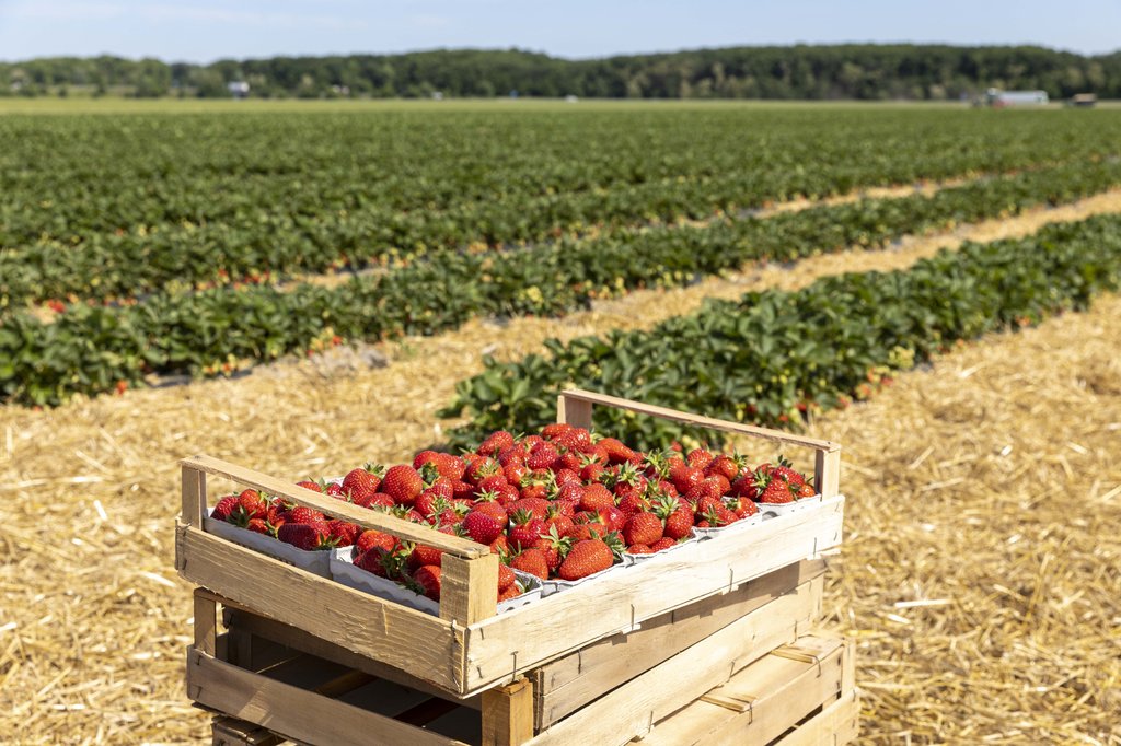 Image Erdbeeren_Feld_Ernte_VSSE_J_Roesner (100).JPG