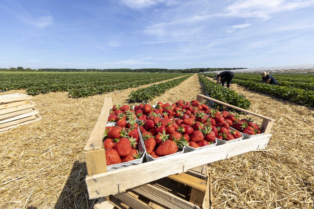 Image Erdbeeren_Feld_Ernte_VSSE_J_Roesner (102).JPG