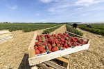 Erdbeeren Feld Ernte VSSE J Roesner (102) thumb