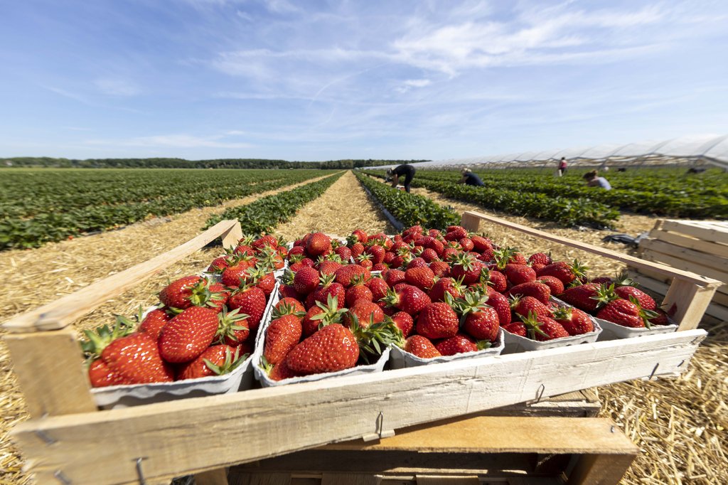 Image Erdbeeren_Feld_Ernte_VSSE_J_Roesner (104).JPG