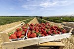 Erdbeeren Feld Ernte VSSE J Roesner (104) thumb
