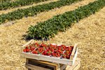 Erdbeeren Feld Ernte VSSE J Roesner (105) thumb
