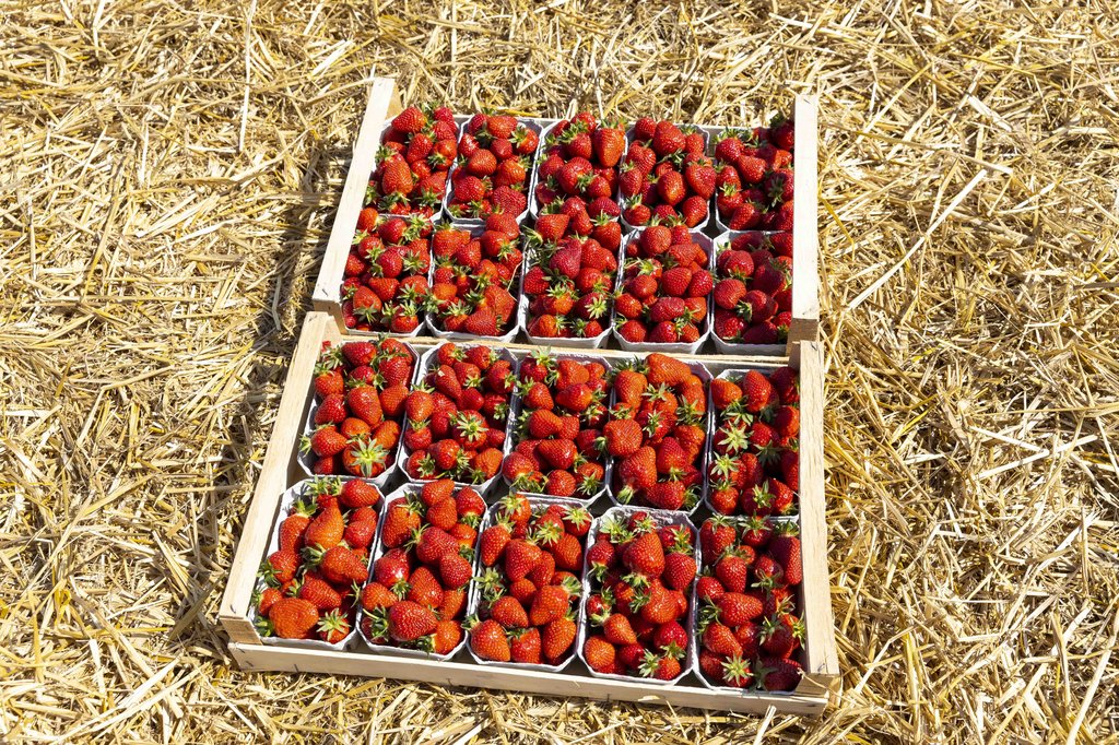 Image Erdbeeren_Feld_Ernte_VSSE_J_Roesner (106).JPG