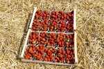 Erdbeeren Feld Ernte VSSE J Roesner (106) thumb