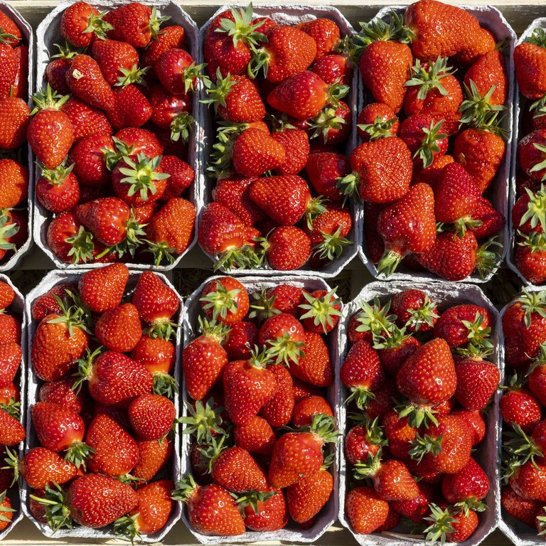 Image Erdbeeren_Feld_Ernte_VSSE_J_Roesner (107).JPG