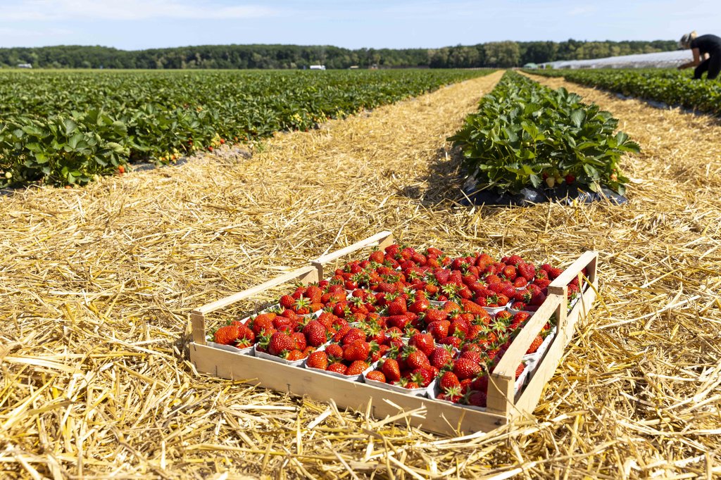 Image Erdbeeren_Feld_Ernte_VSSE_J_Roesner (108).JPG