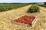 Erdbeeren Feld Ernte VSSE J Roesner (108) thumb