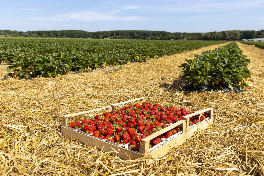 Image Erdbeeren_Feld_Ernte_VSSE_J_Roesner (109).JPG