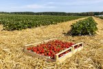Erdbeeren Feld Ernte VSSE J Roesner (109) thumb
