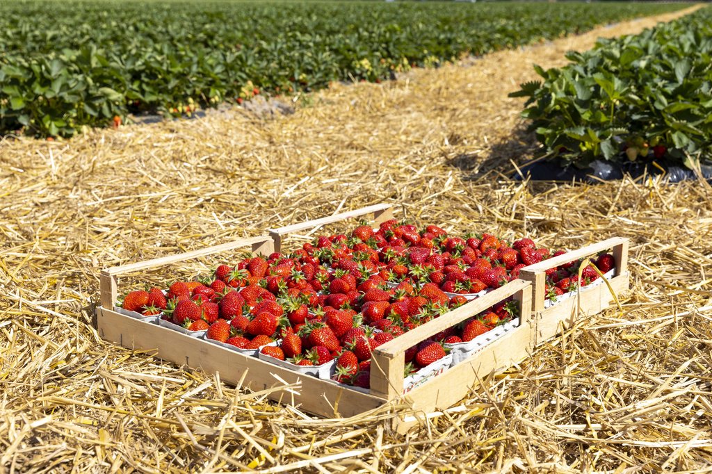 Image Erdbeeren_Feld_Ernte_VSSE_J_Roesner (110).JPG