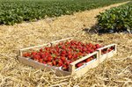 Erdbeeren Feld Ernte VSSE J Roesner (110) thumb