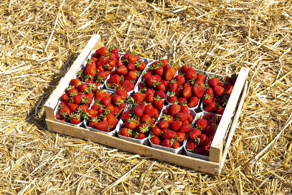 Image Erdbeeren_Feld_Ernte_VSSE_J_Roesner (112).JPG