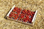 Erdbeeren Feld Ernte VSSE J Roesner (112) thumb
