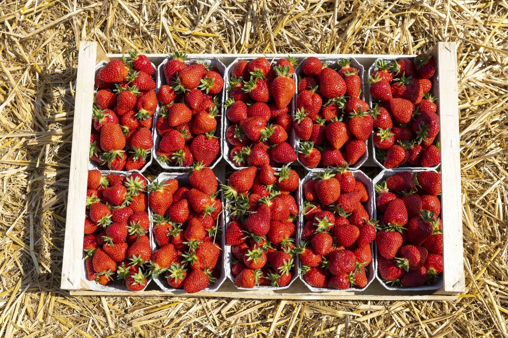 Image Erdbeeren_Feld_Ernte_VSSE_J_Roesner (113).JPG