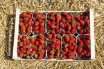 Erdbeeren Feld Ernte VSSE J Roesner (113) thumb