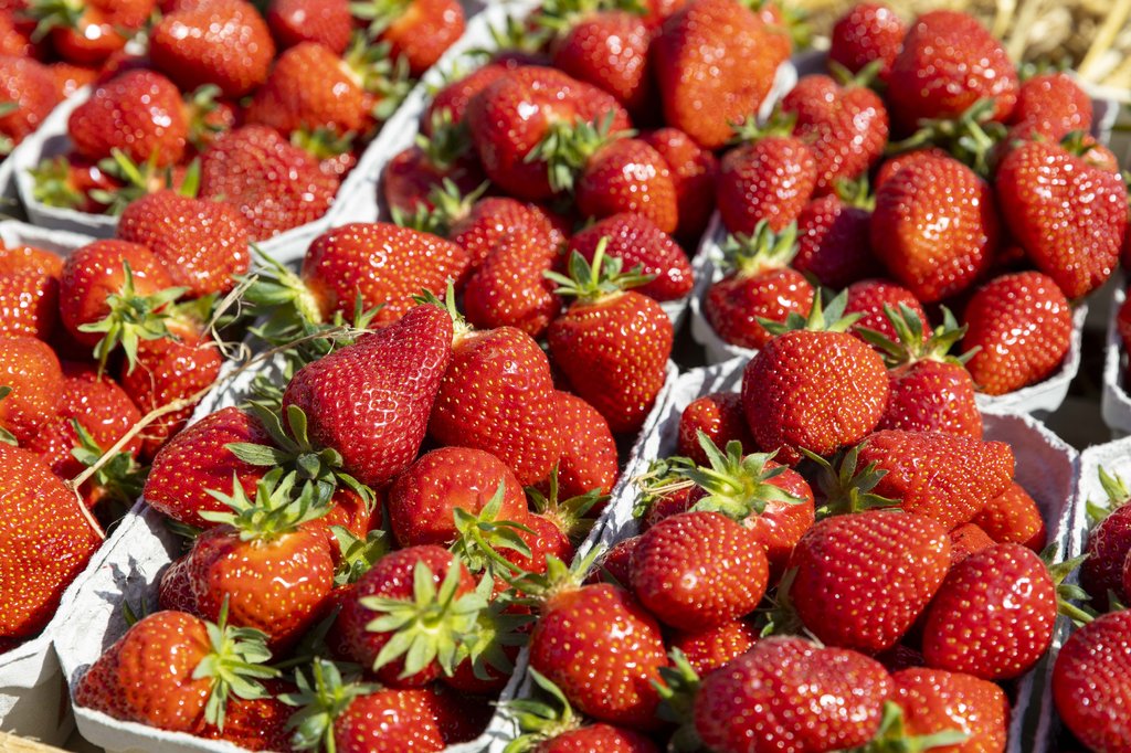 Image Erdbeeren_Feld_Ernte_VSSE_J_Roesner (114).JPG