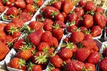 Erdbeeren Feld Ernte VSSE J Roesner (114) thumb