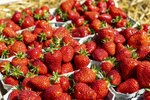 Erdbeeren Feld Ernte VSSE J Roesner (116) thumb