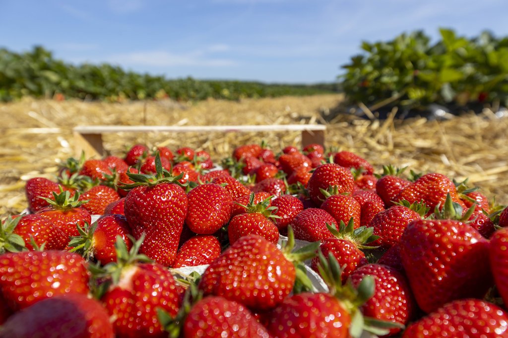 Image Erdbeeren_Feld_Ernte_VSSE_J_Roesner (120).JPG