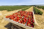 Erdbeeren Feld Ernte VSSE J Roesner (122) thumb