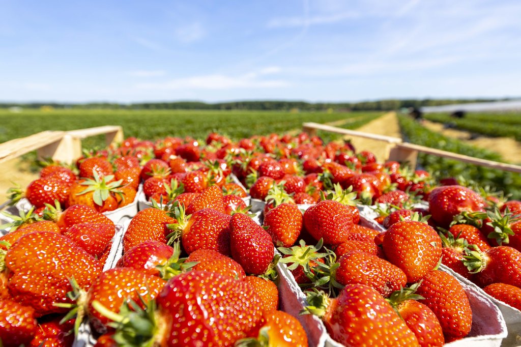 Image Erdbeeren_Feld_Ernte_VSSE_J_Roesner (123).JPG