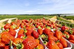 Erdbeeren Feld Ernte VSSE J Roesner (123) thumb