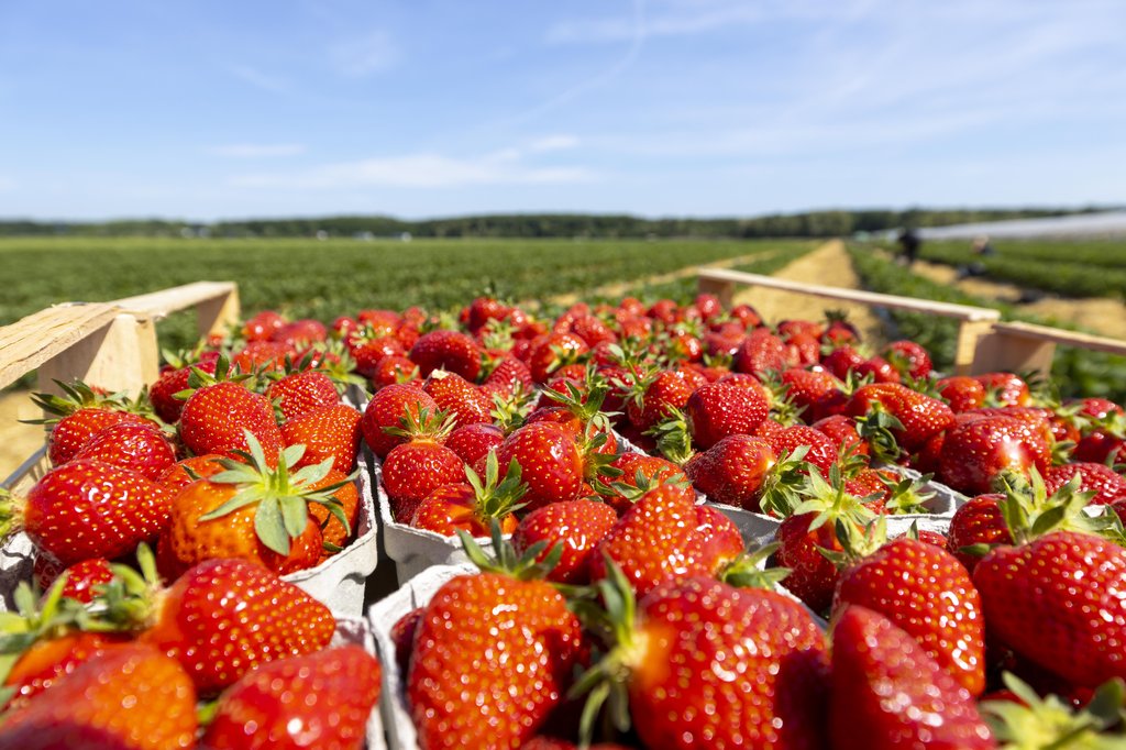 Image Erdbeeren_Feld_Ernte_VSSE_J_Roesner (128).JPG
