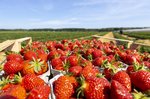Erdbeeren Feld Ernte VSSE J Roesner (128) thumb