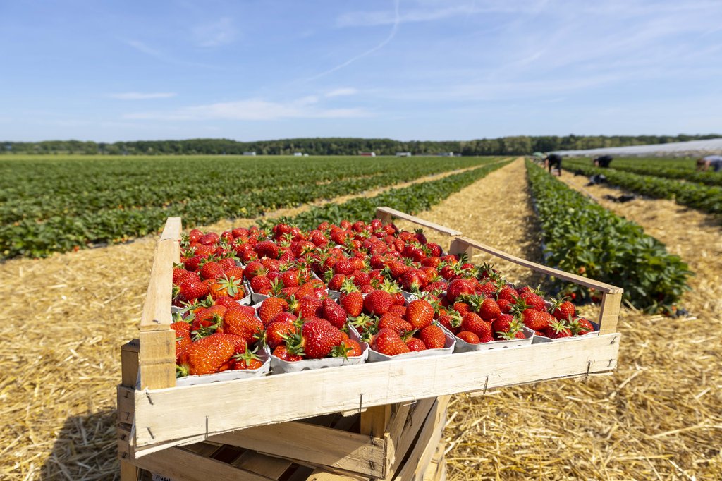 Image Erdbeeren_Feld_Ernte_VSSE_J_Roesner (129).JPG
