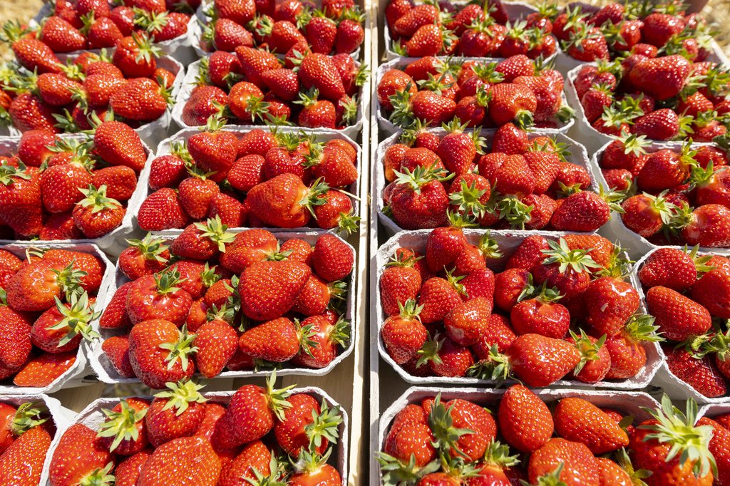 Image Erdbeeren_Feld_Ernte_VSSE_J_Roesner (130).JPG