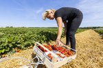 Erdbeeren Feld Ernte VSSE J Roesner (131) thumb