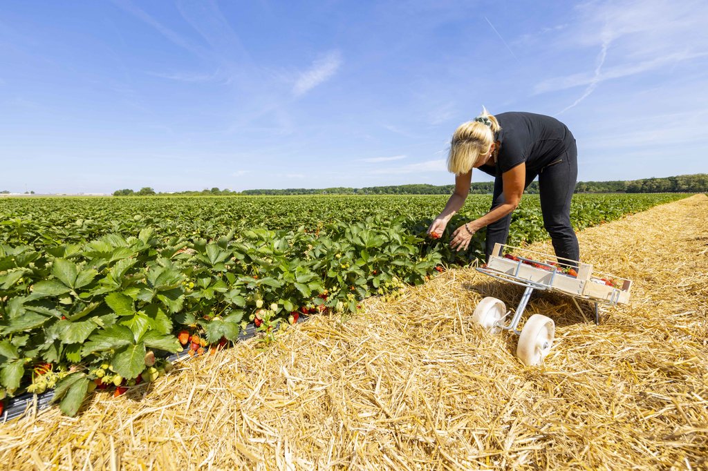 Image Erdbeeren_Feld_Ernte_VSSE_J_Roesner (135).JPG