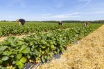 Erdbeeren Feld Ernte VSSE J Roesner (137) thumb