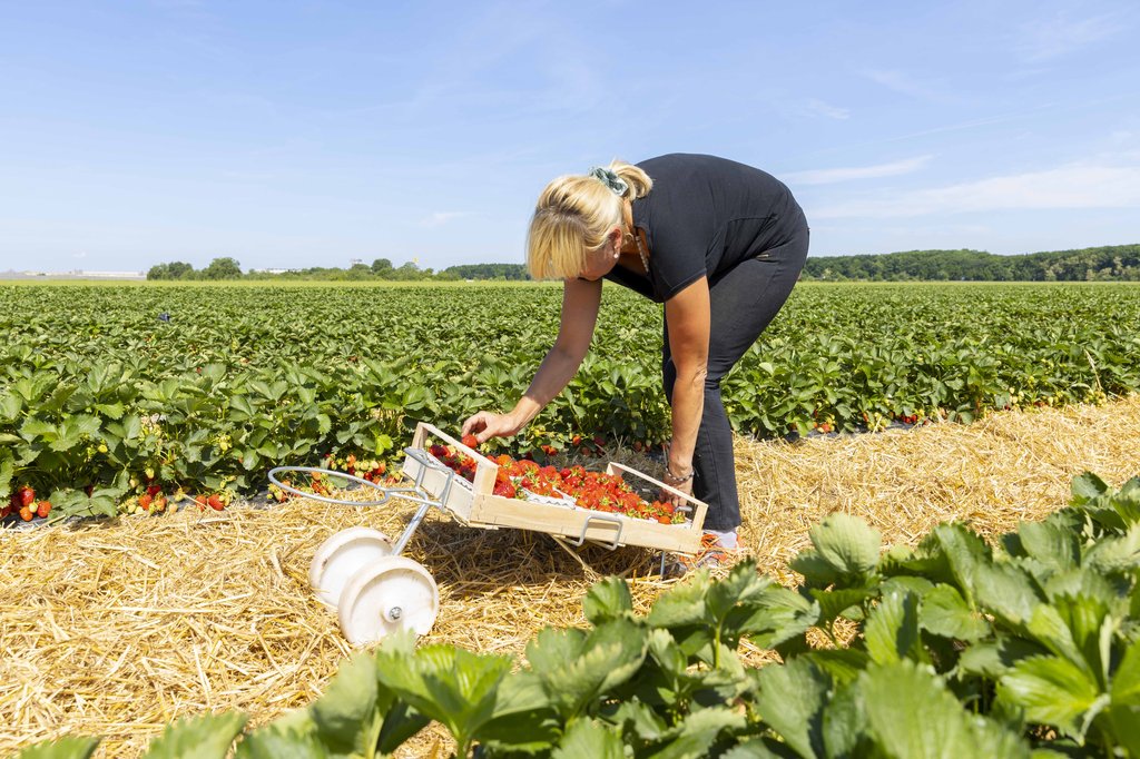 Image Erdbeeren_Feld_Ernte_VSSE_J_Roesner (142).JPG
