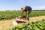 Erdbeeren Feld Ernte VSSE J Roesner (142) thumb
