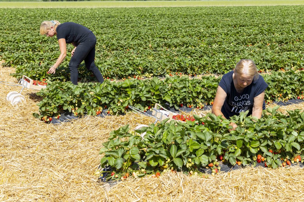 Image Erdbeeren_Feld_Ernte_VSSE_J_Roesner (144).JPG