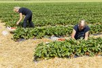 Erdbeeren Feld Ernte VSSE J Roesner (144) thumb