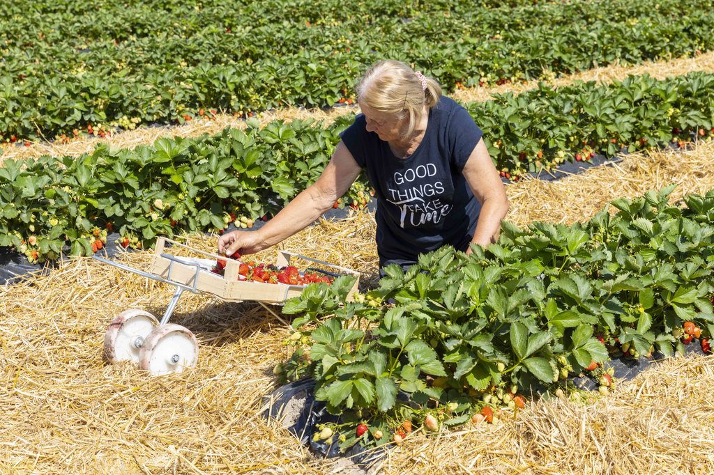 Image Erdbeeren_Feld_Ernte_VSSE_J_Roesner (145).JPG
