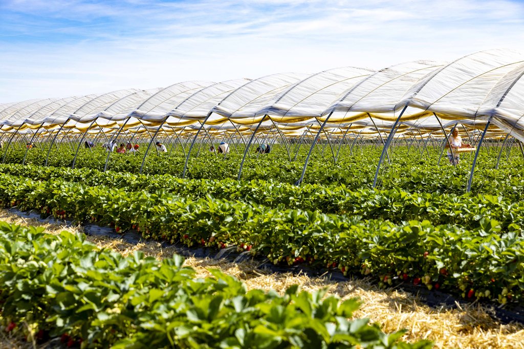 Image Erdbeeren_Feld_Ernte_VSSE_J_Roesner (156).JPG