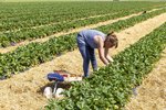Erdbeeren Feld Ernte VSSE J Roesner (157) thumb