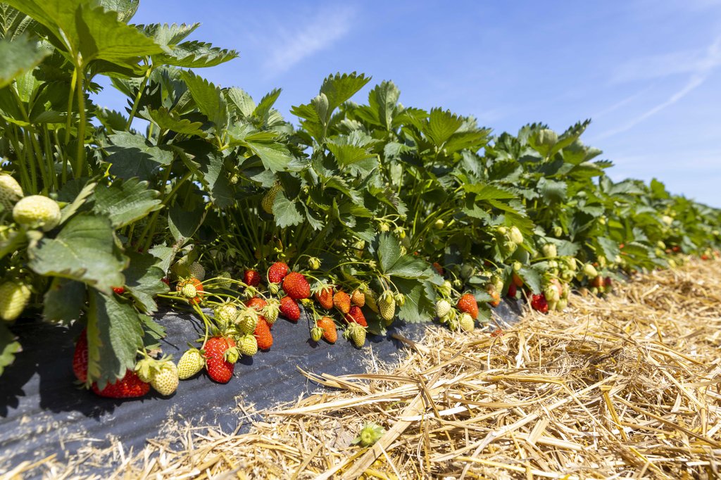 Image Erdbeeren_Feld_Ernte_VSSE_J_Roesner (158).JPG