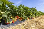 Erdbeeren Feld Ernte VSSE J Roesner (158) thumb