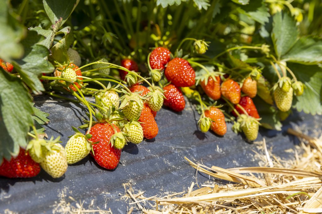 Image Erdbeeren_Feld_Ernte_VSSE_J_Roesner (163).JPG