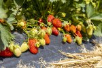 Erdbeeren Feld Ernte VSSE J Roesner (163) thumb