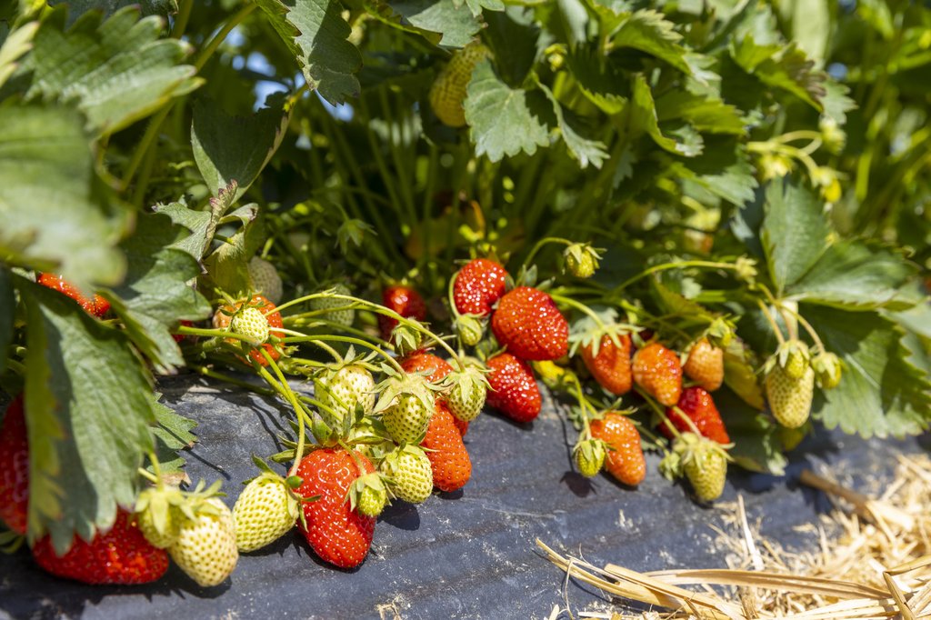 Image Erdbeeren_Feld_Ernte_VSSE_J_Roesner (165).JPG