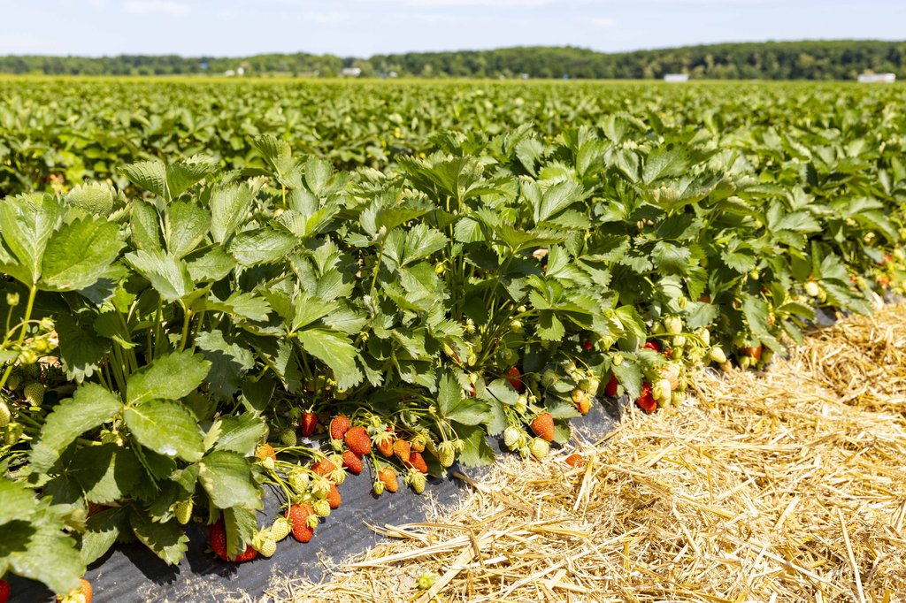 Image Erdbeeren_Feld_Ernte_VSSE_J_Roesner (167).JPG