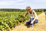 Erdbeeren Feld Ernte VSSE J Roesner (176) thumb