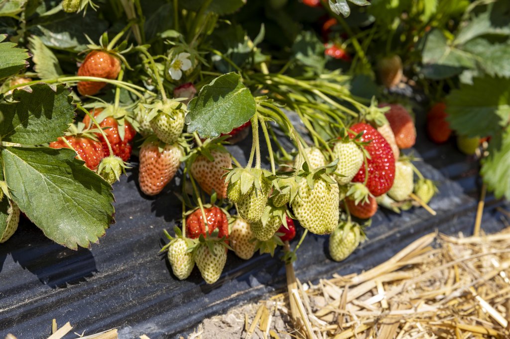 Image Erdbeeren_Feld_Ernte_VSSE_J_Roesner (179).JPG