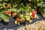 Erdbeeren Feld Ernte VSSE J Roesner (179) thumb