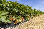 Erdbeeren Feld Ernte VSSE J Roesner (181) thumb